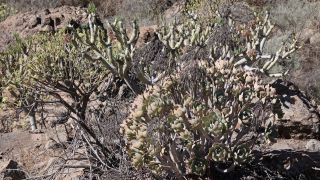 2022-03-GranCan-Presa_Chira-Trekking-PM-NN-20.JPG